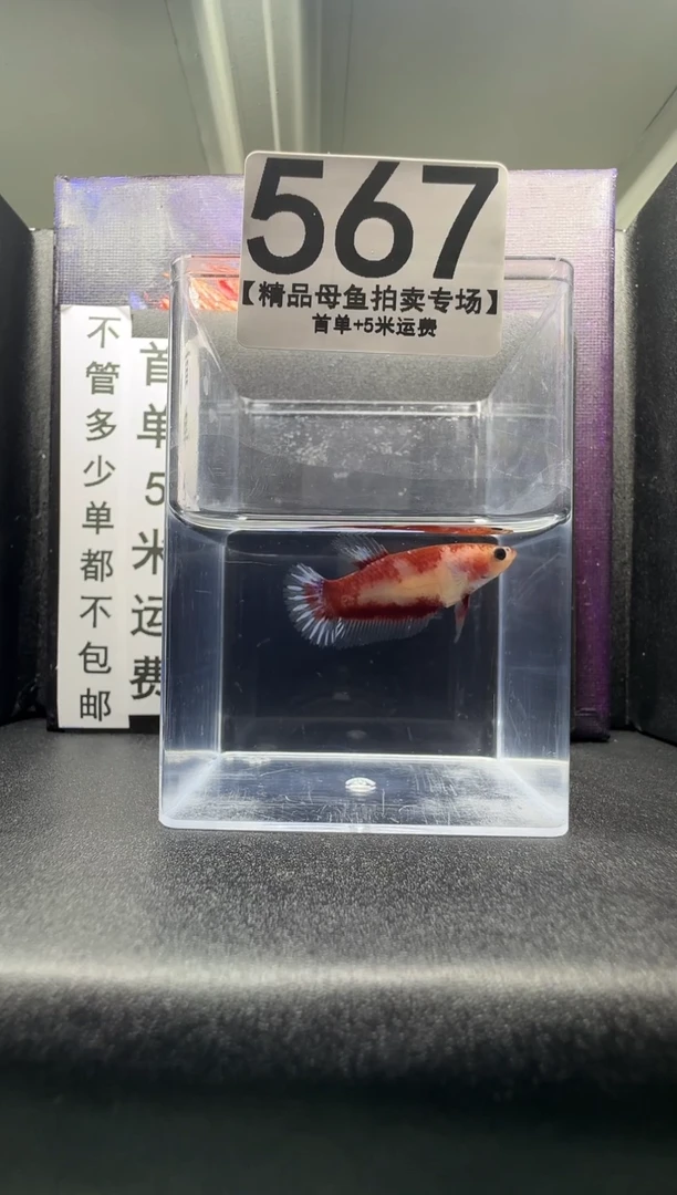 斗鱼母鱼编号：567