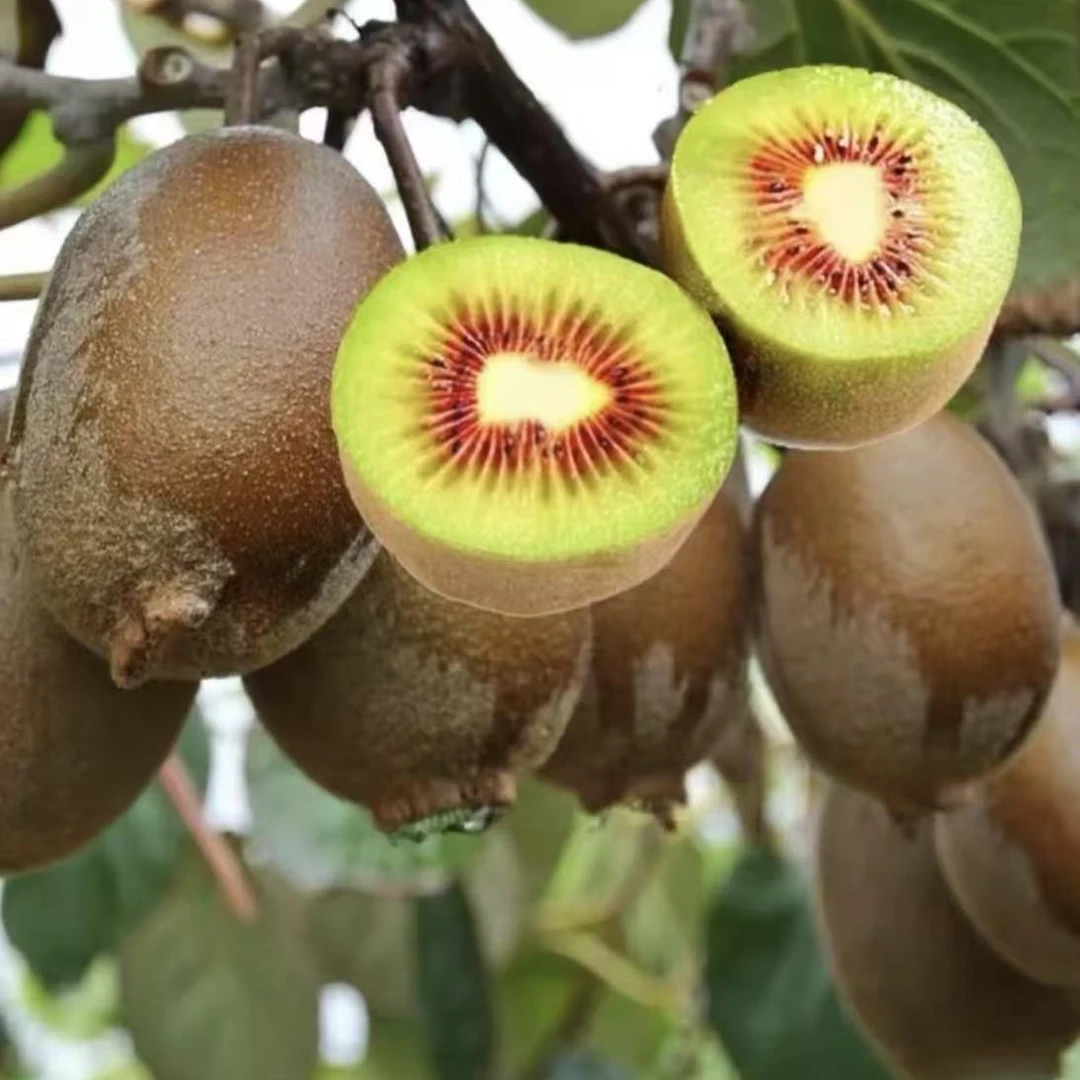 【猕猴桃树苗】公母同株品种猕猴桃南方北方都可种植果树苗