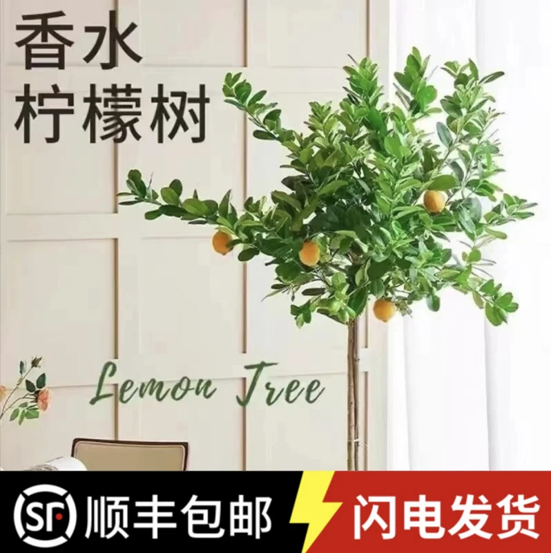 【带果顺丰包邮】四季香水柠檬树带花1.5-1.6M室内家居新手好养盆栽
