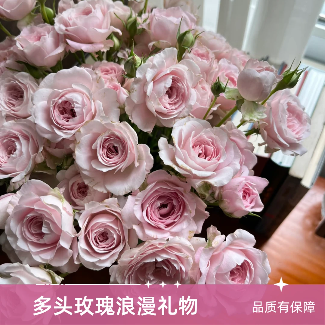 【明日达】仙子之吻 生活鲜花家养花材明日达今天下单明天就到两单顺丰包邮基地直发现采现发顺丰送货上门