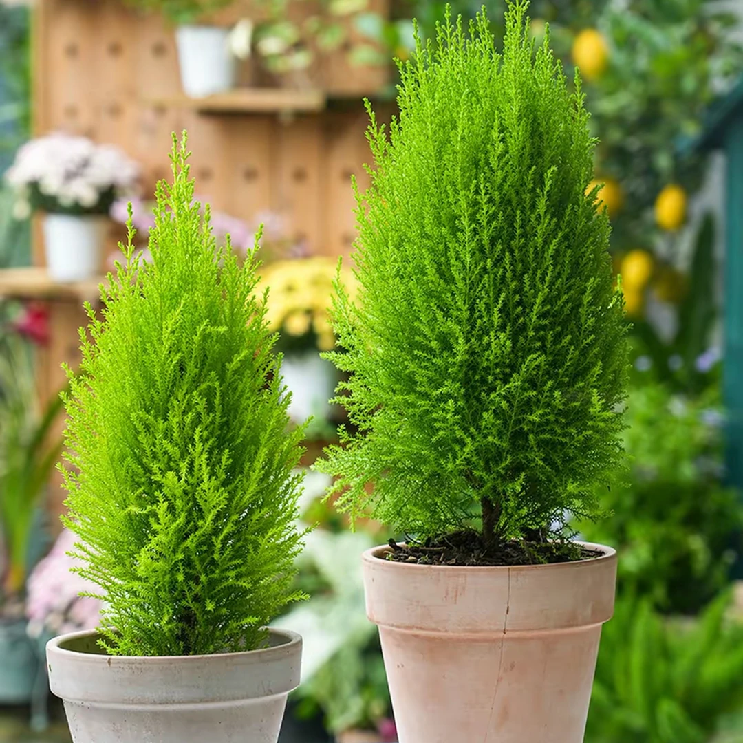 小香松千层金四季常绿好养庭院阳台绿植盆景苗
