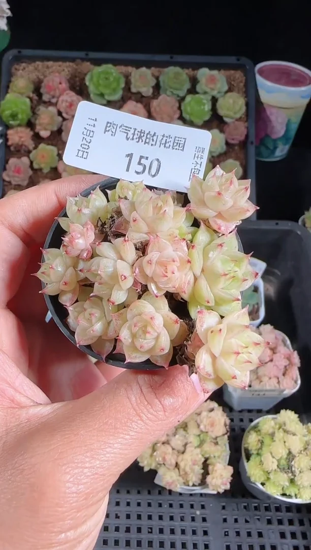 1120-150群生不包整