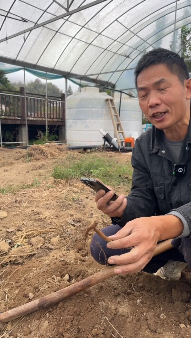 幸***云 幸福—晨云   18典雅香槟断根