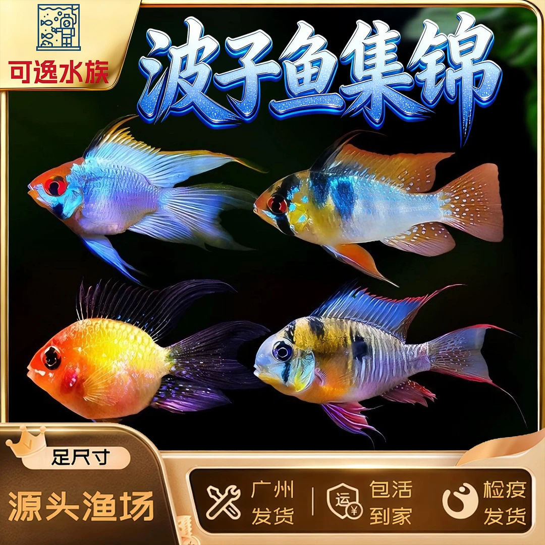 桃心波子阿凡达凤凰鱼皮卡丘宝篮球热带观赏鱼热带鱼观赏鱼