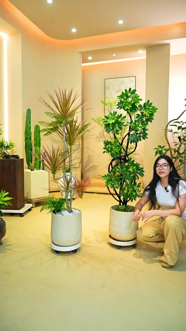 不开花植物不***Z千年木