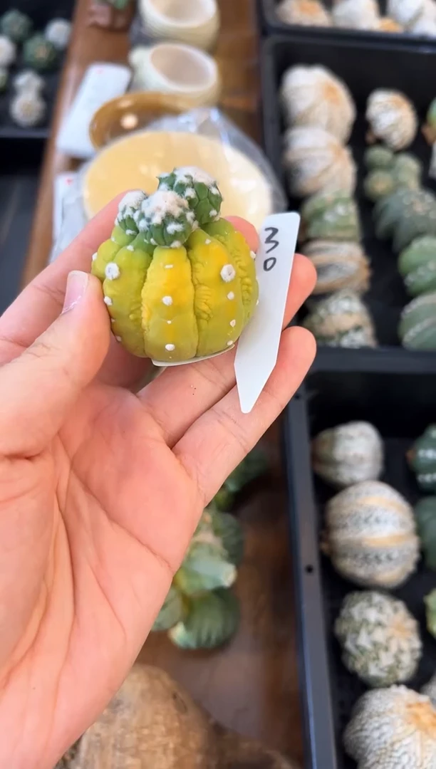 很*味这颗绝了 太特别 ！编码30