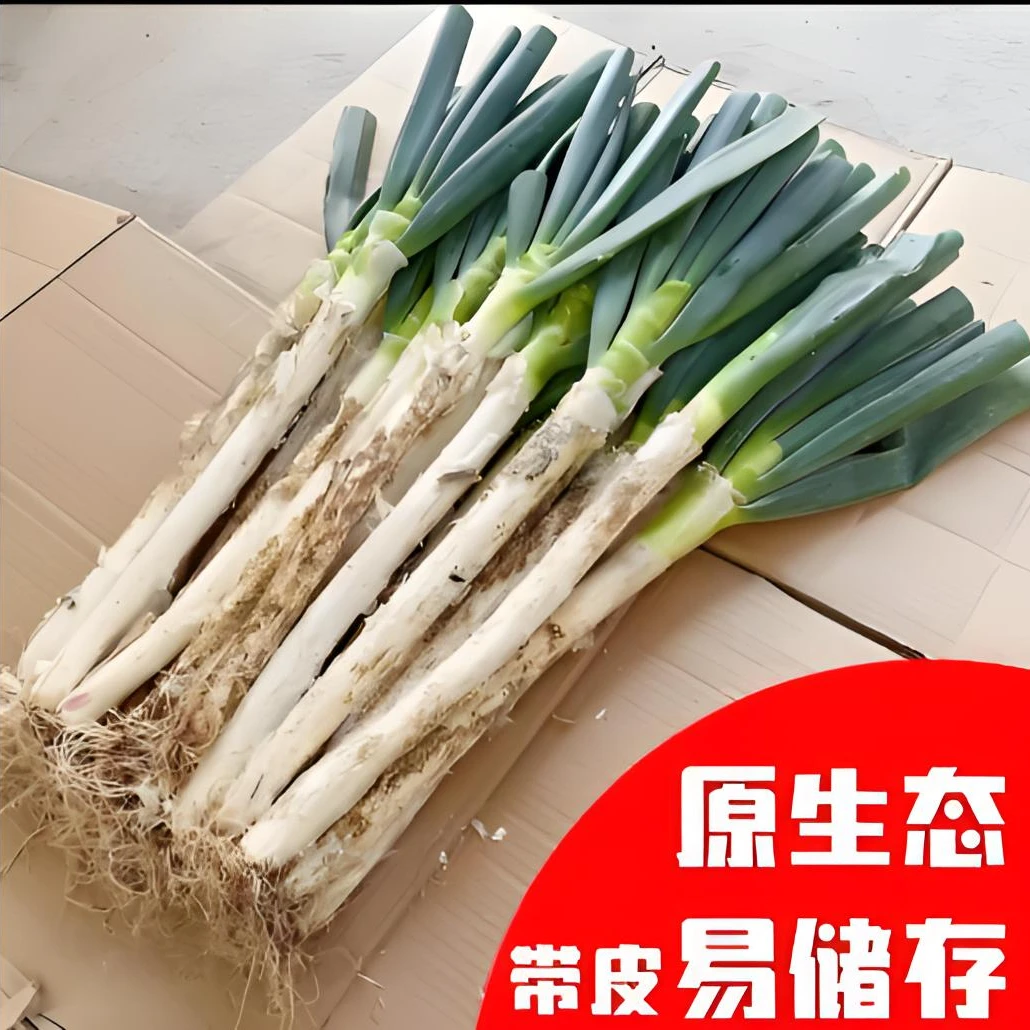 新鲜大葱甜脆辣新鲜多汁黑土地铁杆大葱带皮5.5-6斤以上