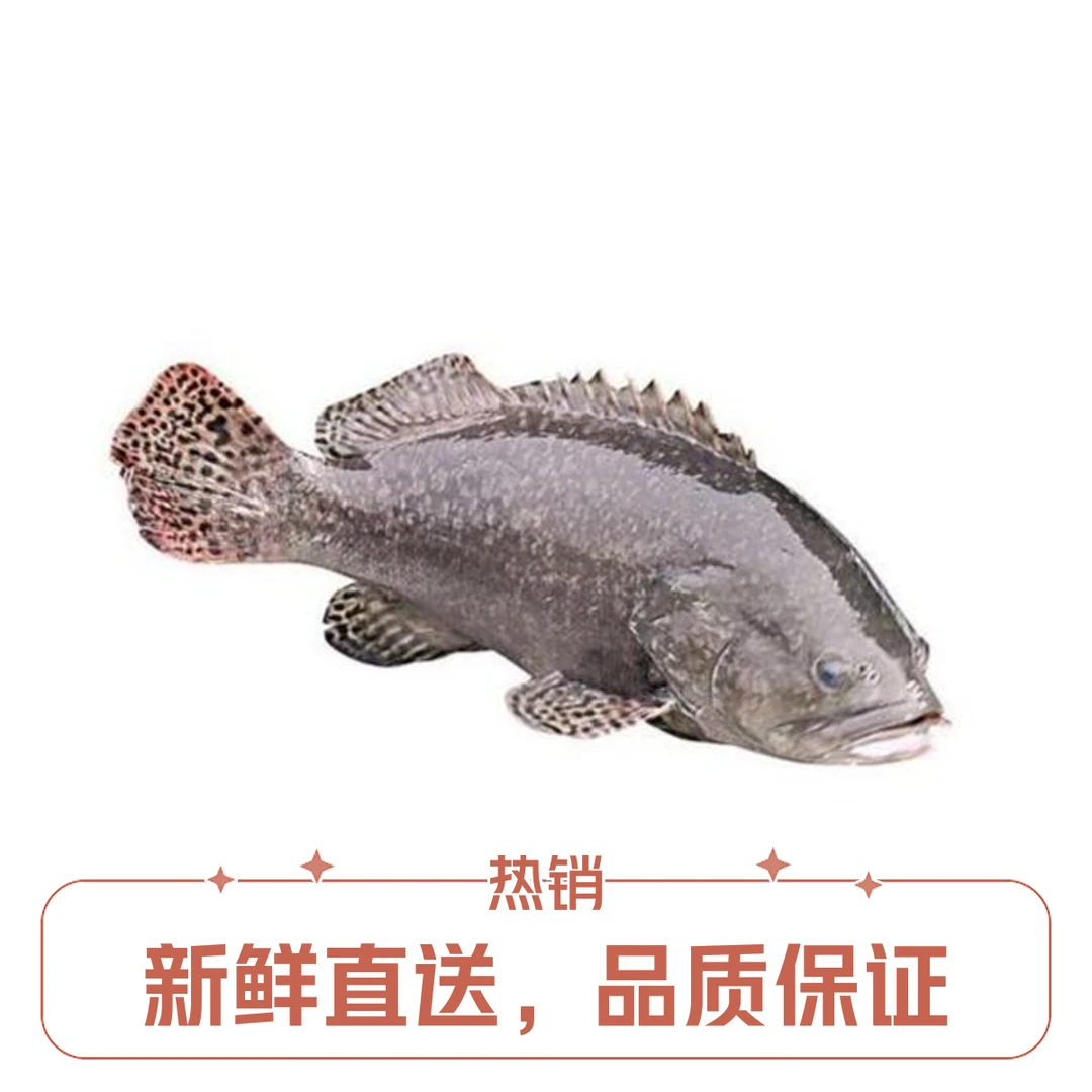 多宝鱼【福泉海鲜预定】