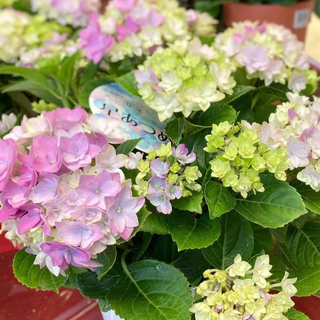 【阿涛】无尽星河/星集 新品绣球花苗盆栽 室内阳台庭院植物