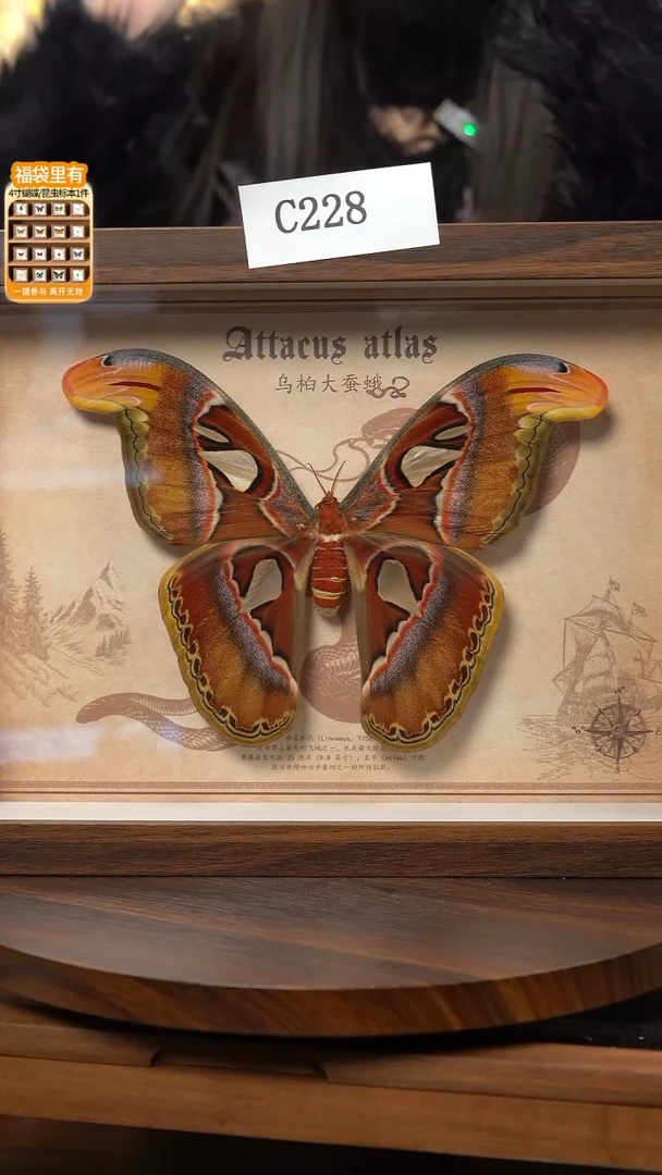 乌桕大蚕蛾标本A4框c228