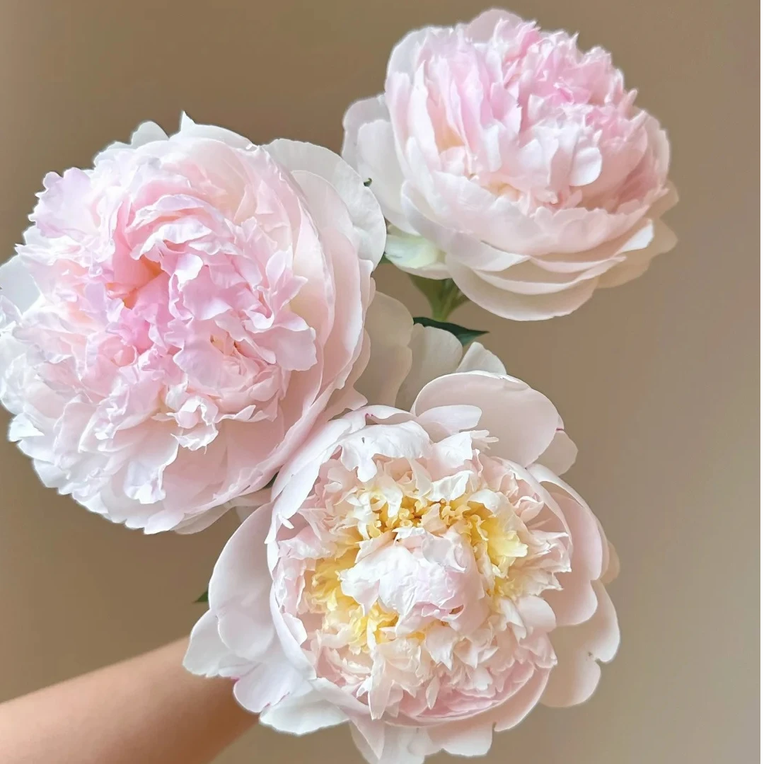 羞涩女王芍药鲜切花山东菏泽基地直发顺丰包邮