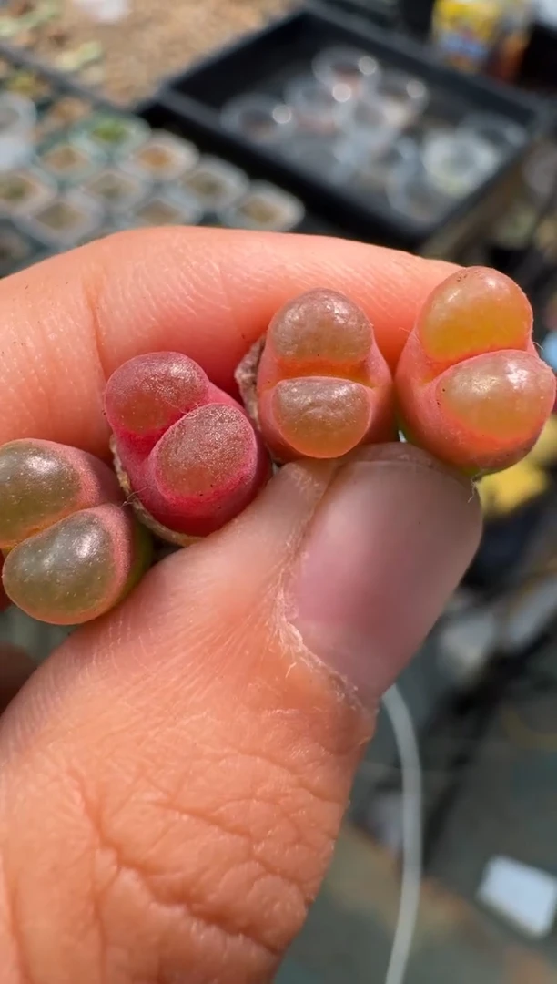 疯狂的多肉石头5黑眼豆豆x磁铁一颗