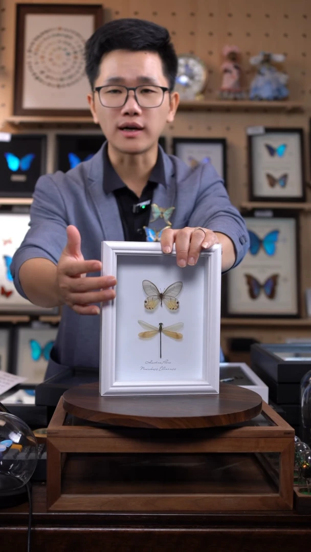 黄晶眼蝶+烟翅绿色蟌8寸欧式白框