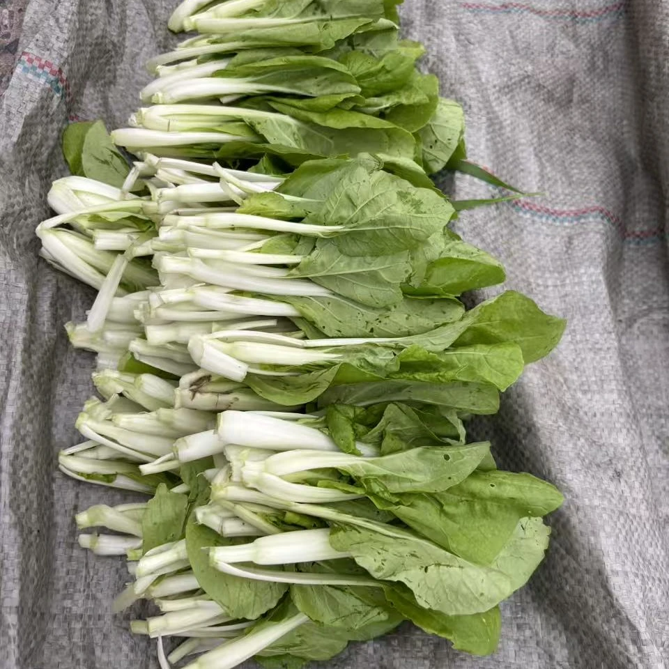安徽安庆石牌蔬菜小青菜新鲜小白菜当天采摘新鲜发货
