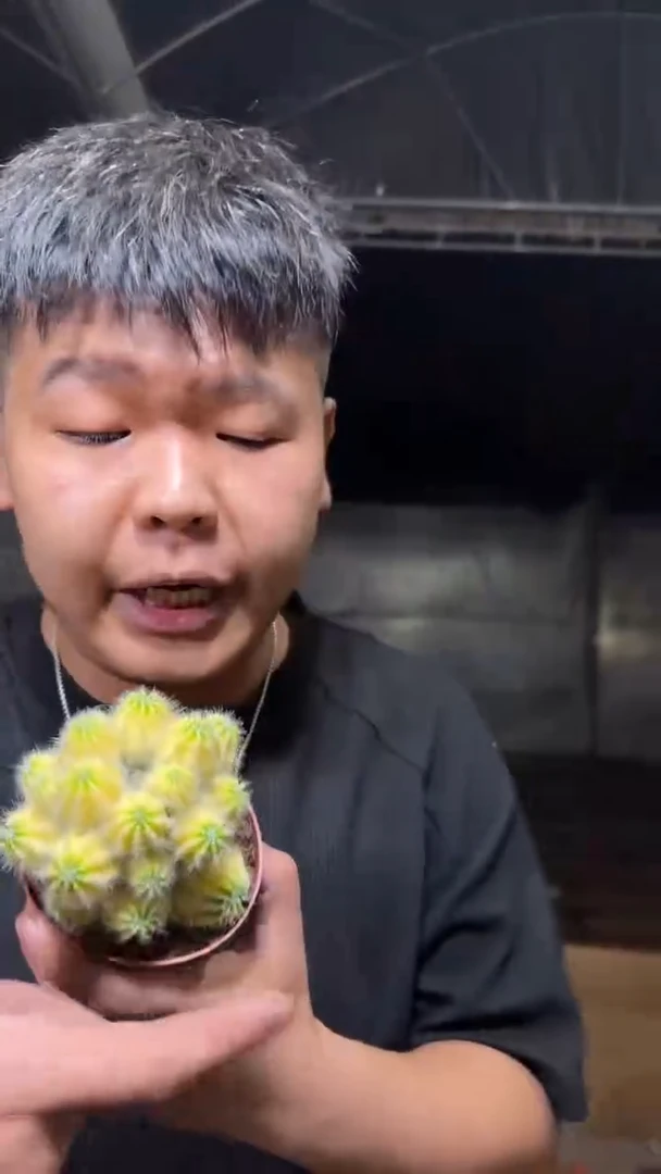 多头 银光锦【带根】