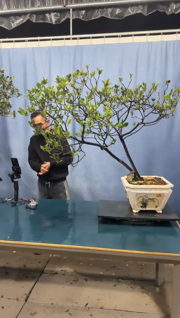 【闪购商品】盆景栀子花
