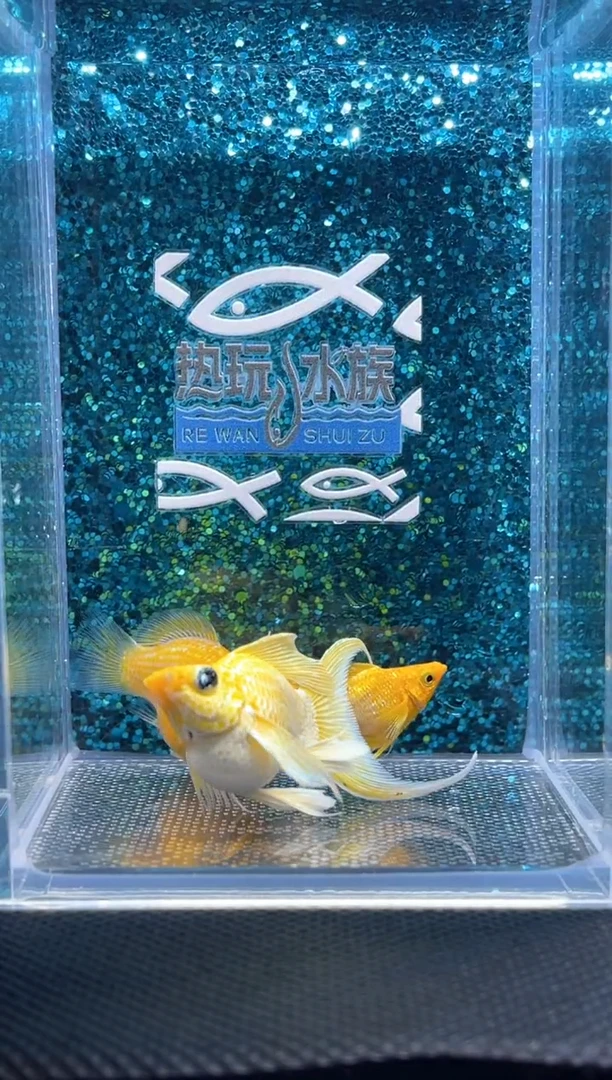 孔雀鱼黄金柠檬 01