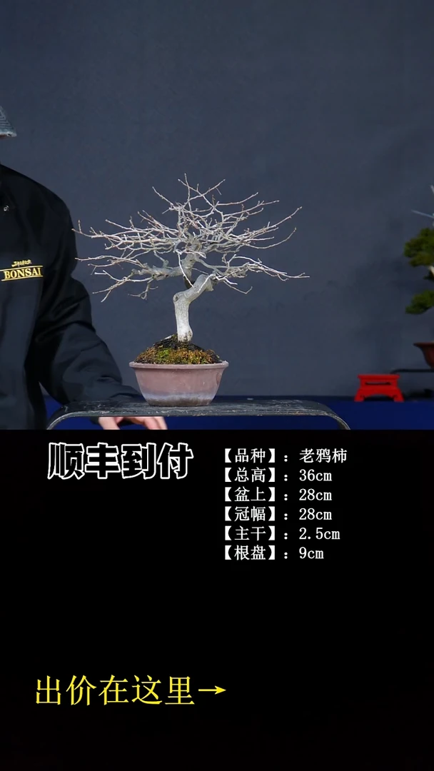 无花朵老鸦柿不包邮