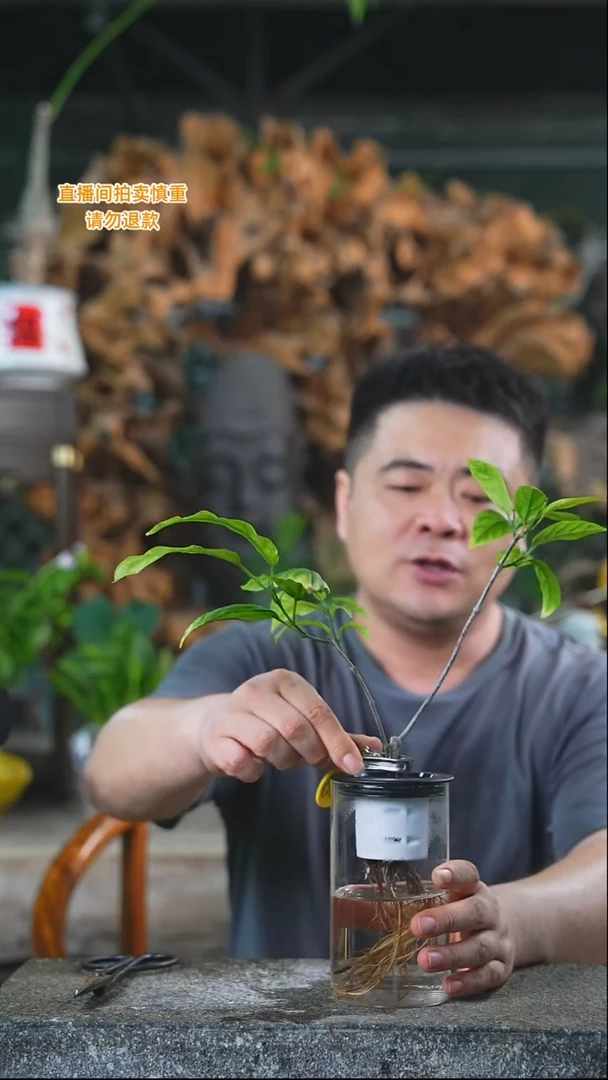 完全开放垂丝茉莉069+