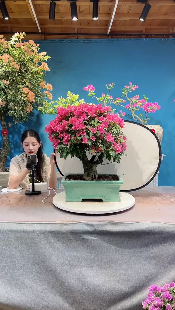 完全开放E**c同安红三角梅