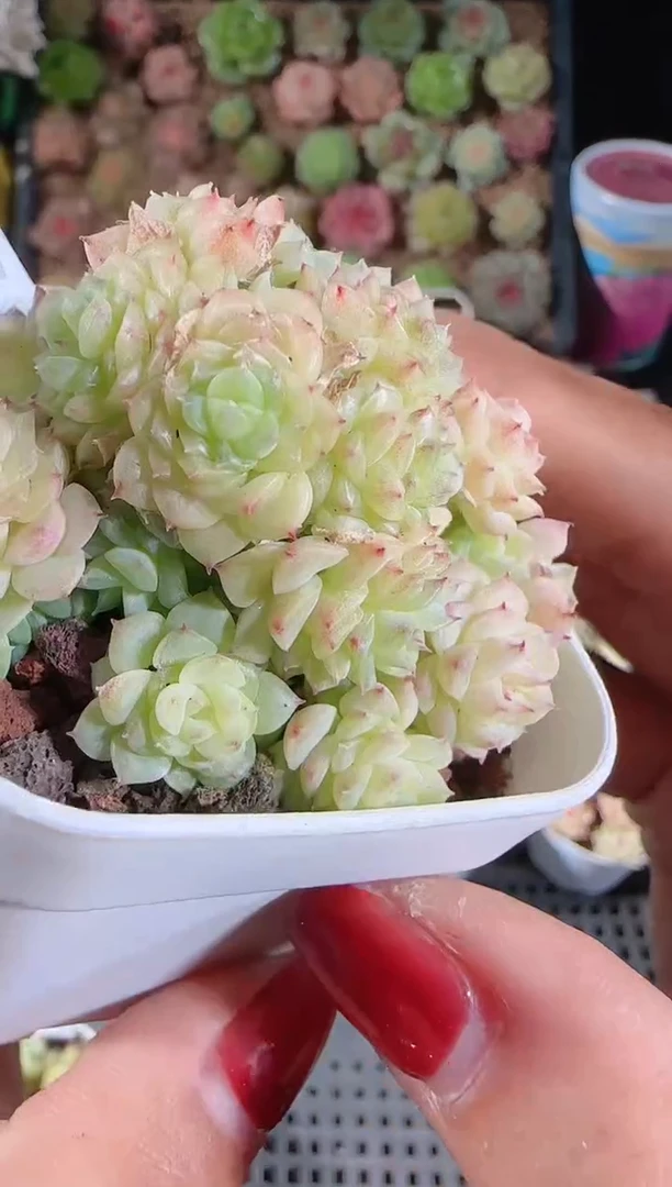 1116-286群生不包整