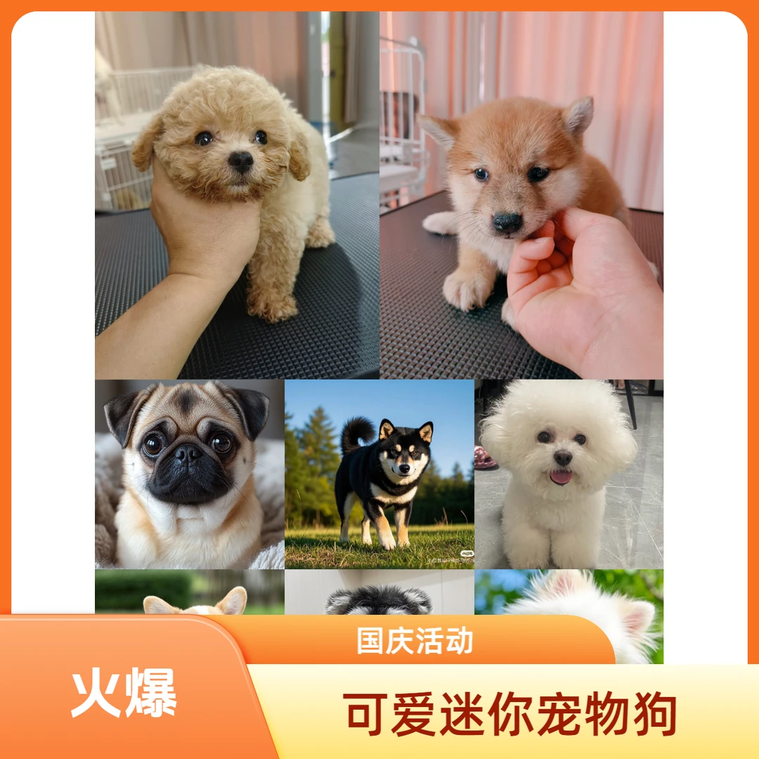 二郎宠物狗狗活体专属地板价活动链接