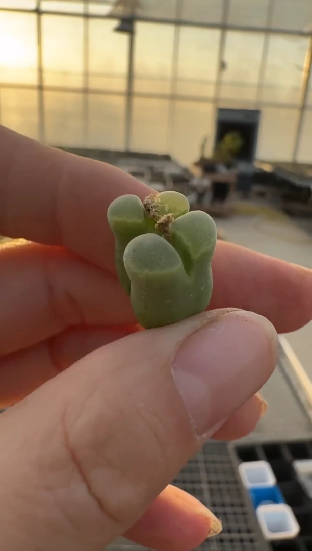 【闪购商品】3-110