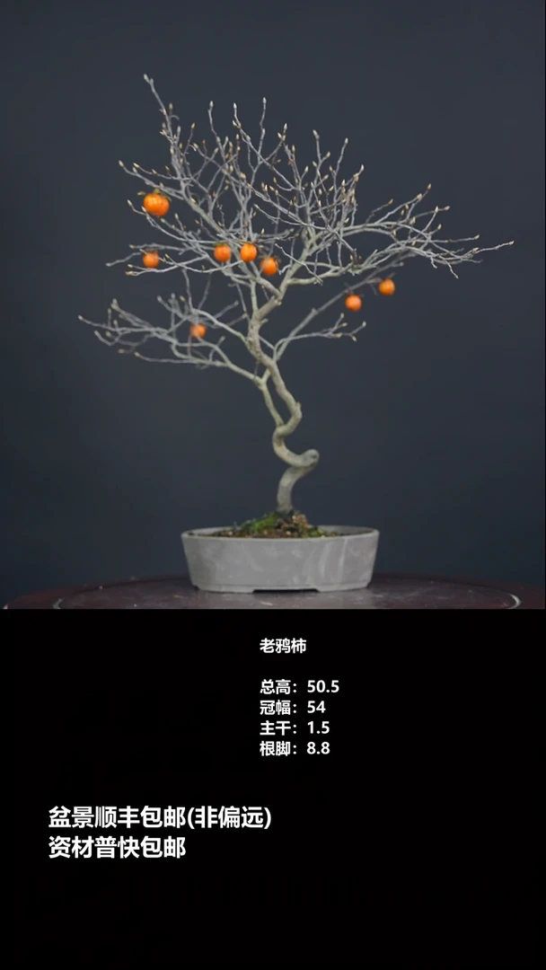 无花朵老鸦柿-G6329