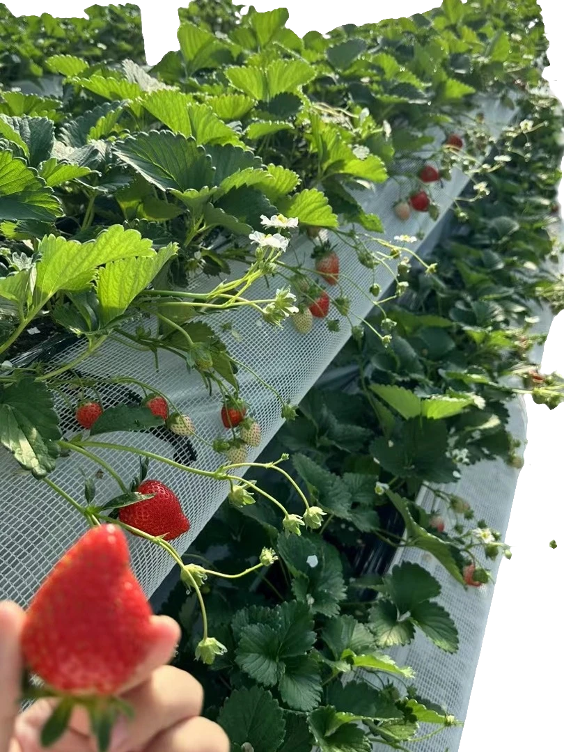 草莓盆栽一物一拍