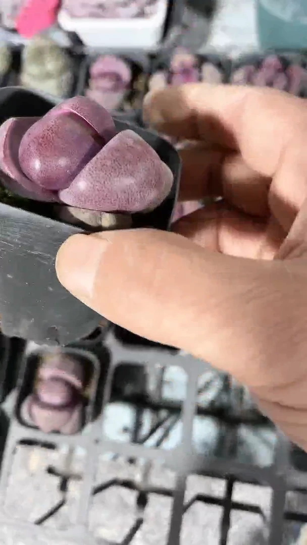 【闪购商品】65盆紫元宝多肉