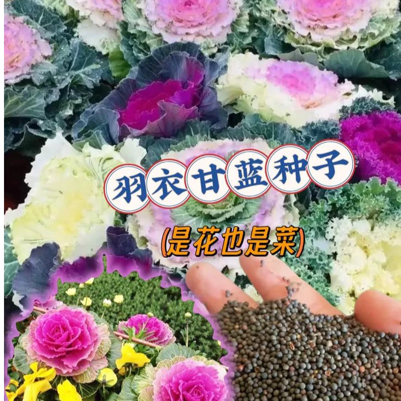 羽衣甘蓝种子 可观赏可食用四季蔬菜植物