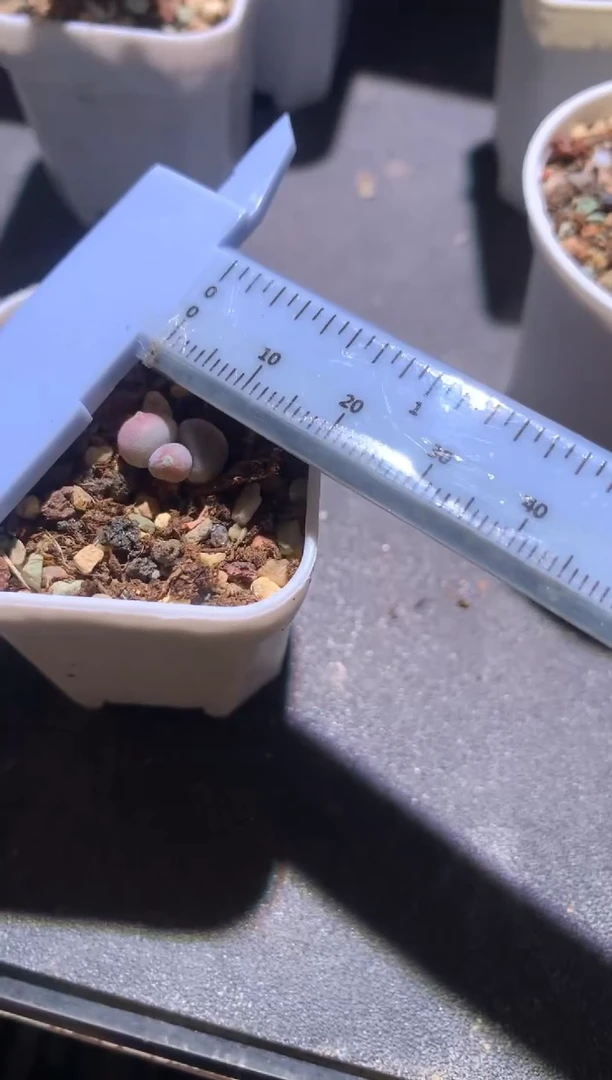 咖啡猫奶酪多肉，满28包邮，不满发一个叶片到付