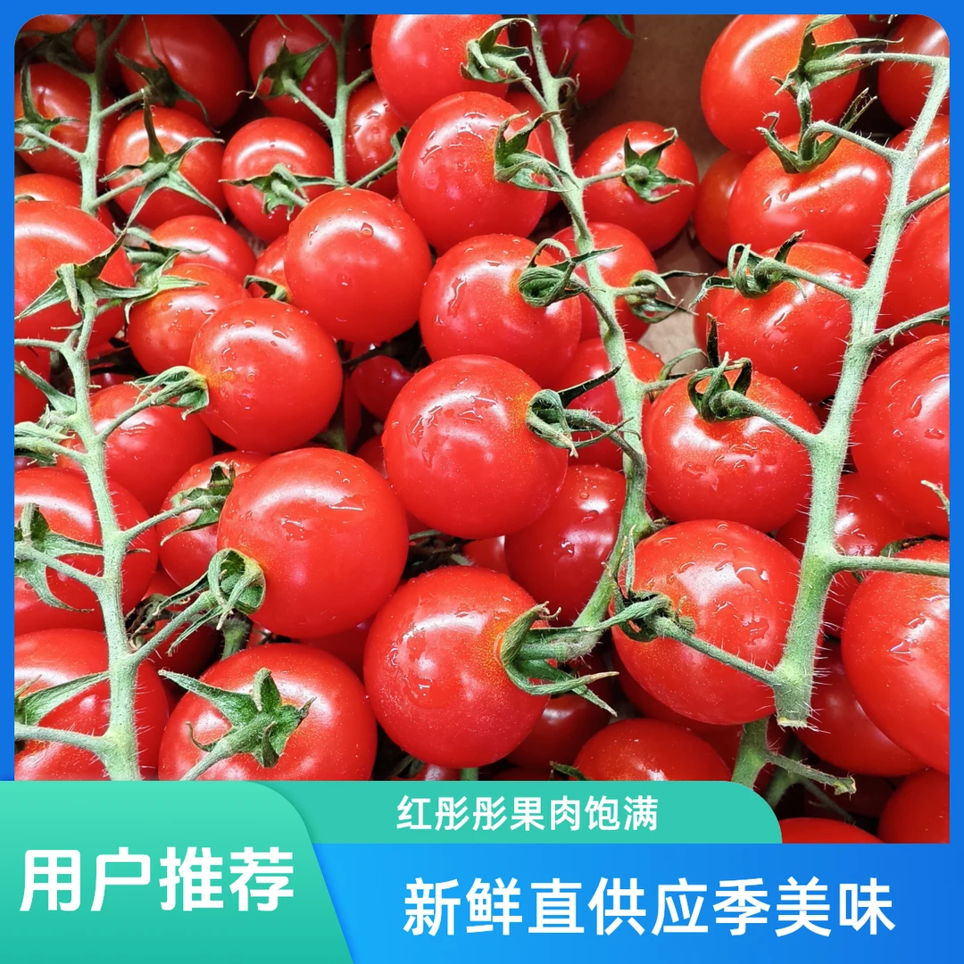 【热卖】樱桃番茄 14.8元/斤 纯甜爆汁
