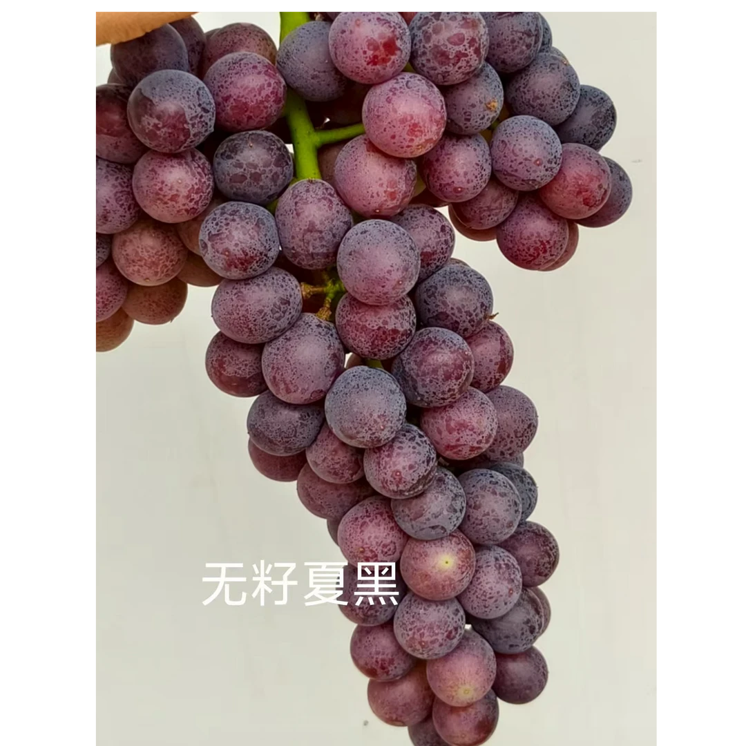 【夏黑】皖太湖北中高山无籽葡萄当季新鲜水果顺丰包邮只发江浙沪皖