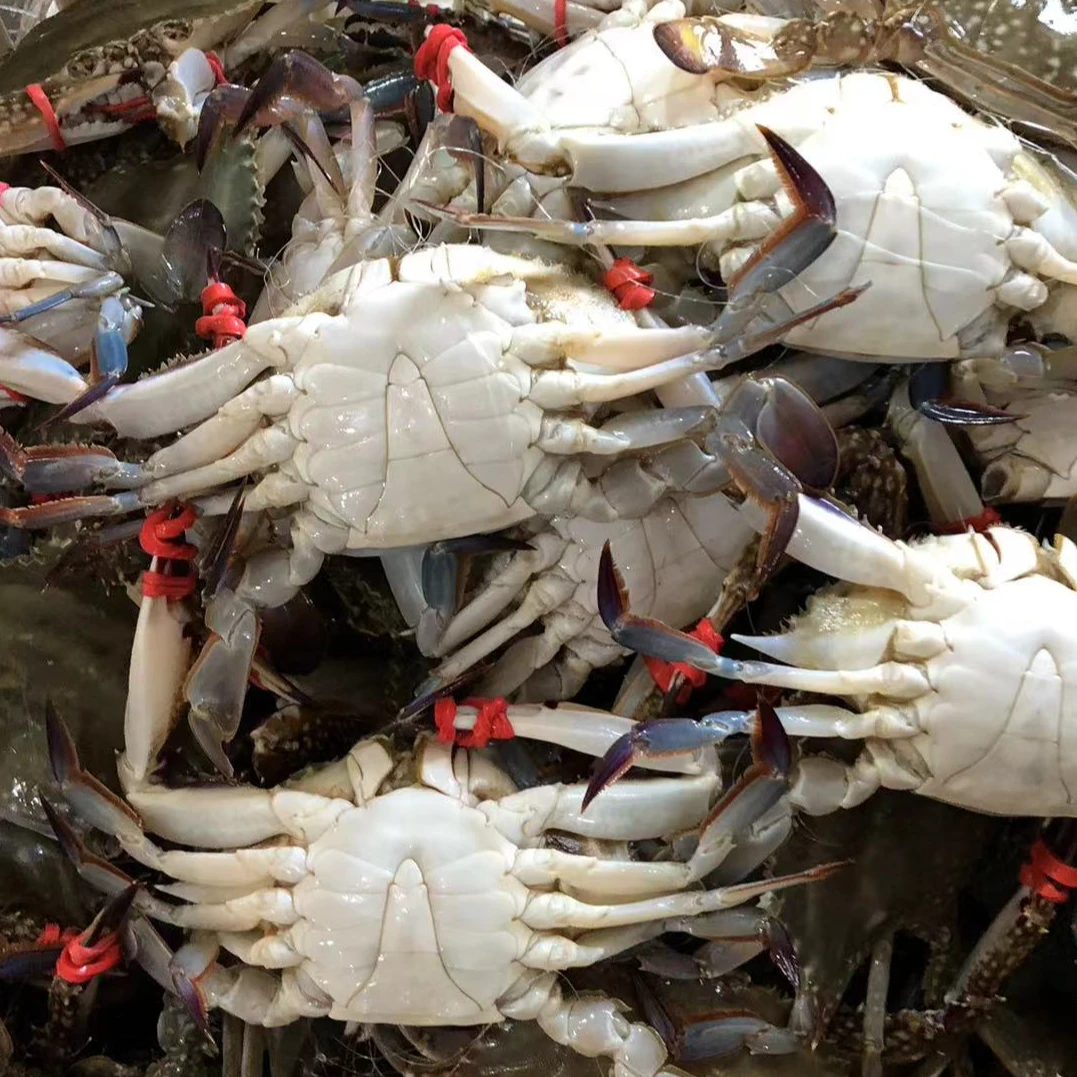 1【保鲜不保活】八九十分肥中公一斤3只左右3两左右不保腿全微吐水