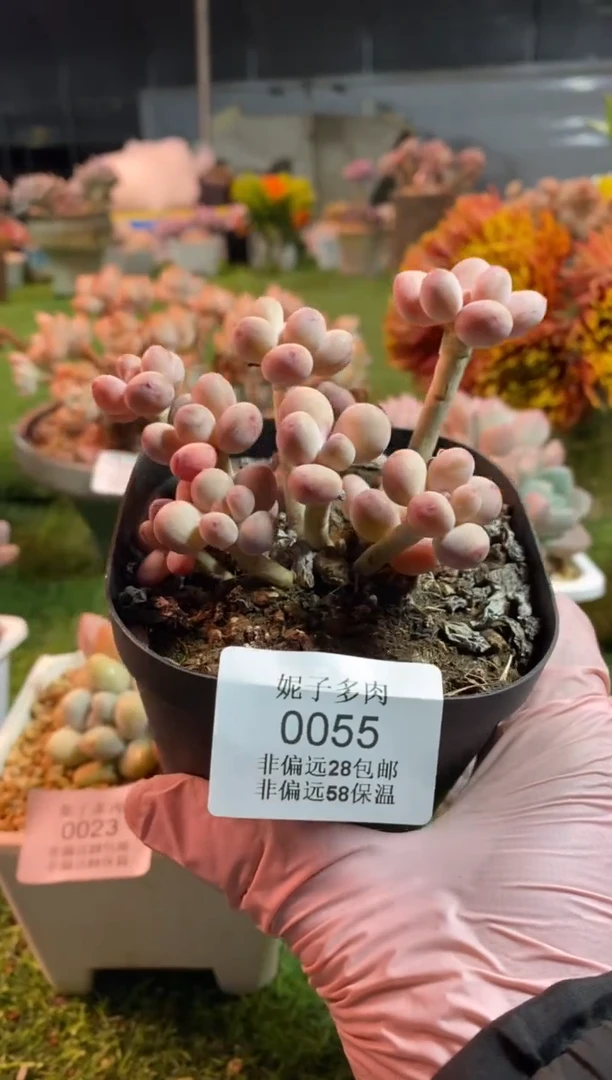 【闪购商品】0055a