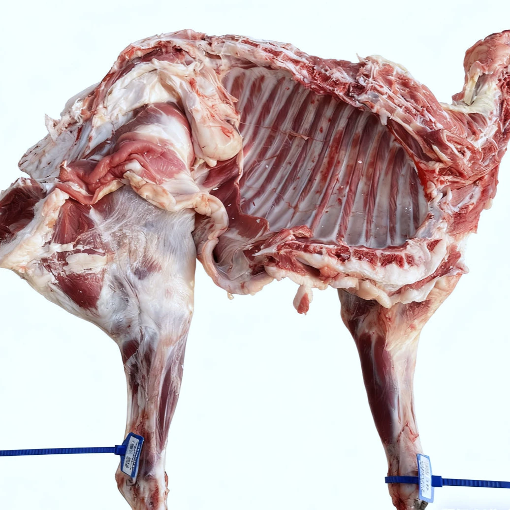 ( 绵羊）新疆正宗哈萨克牧区