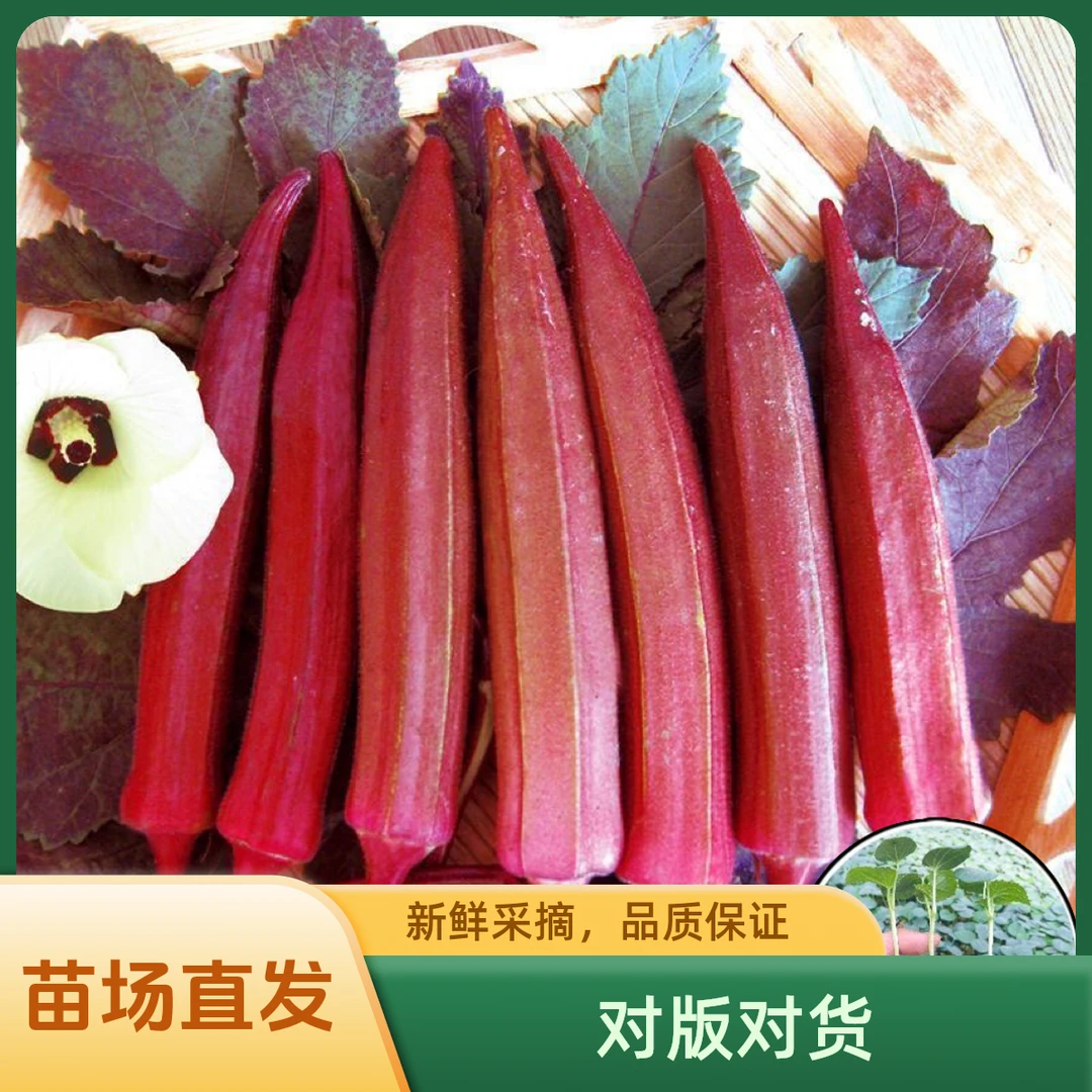 秋葵秧苗补肾果鲜嫩爽口红秋葵水果秋葵户外阳台庭院盆栽地栽