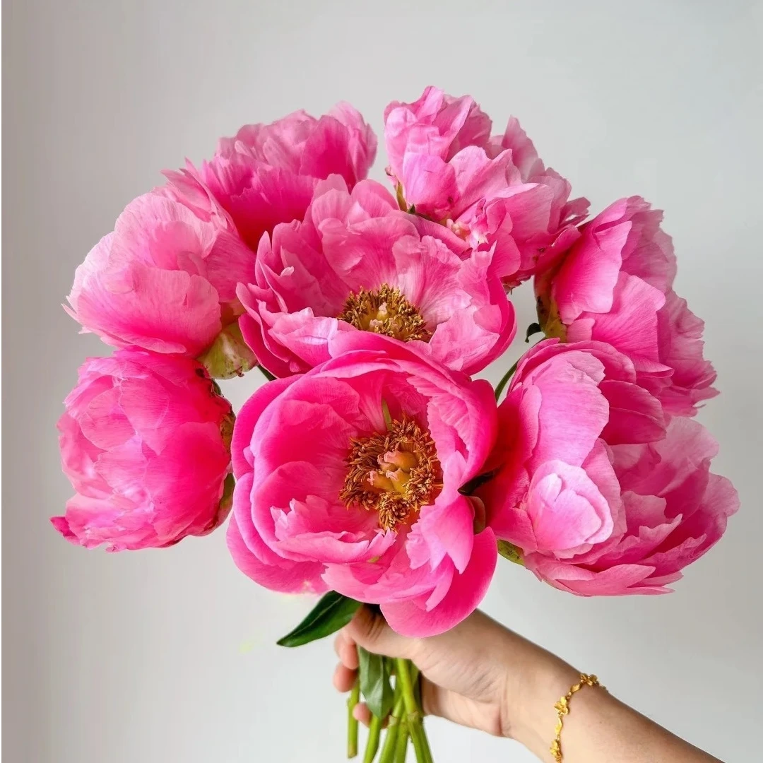 【粉巨人】重瓣芍药直播间芍药基地直发高品质鲜切花生活鲜花