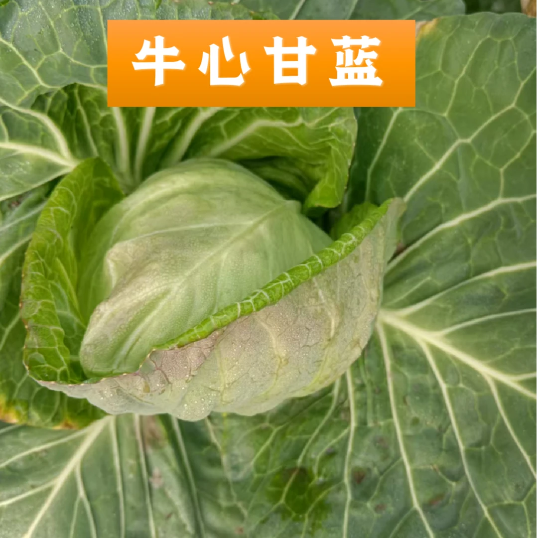 新鲜甘蓝蔬菜 农场现摘现发 1个装 满39元包邮 满80随机送菜