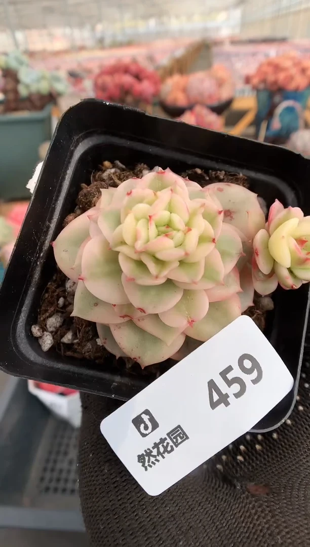 【闪购商品】459蜡牡丹锦一物一拍