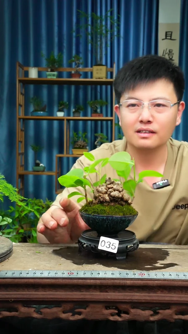 无花朵苔藓微景观035号