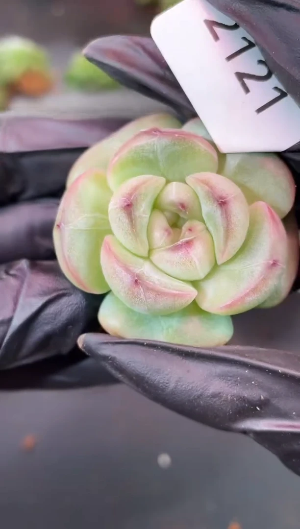 闪购2121 翡冷翠多肉一颗 3.8厘米