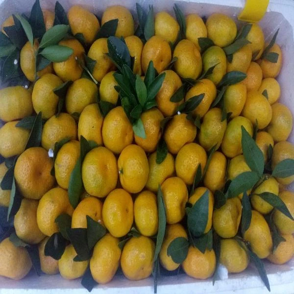 砂糖橘15元/斤