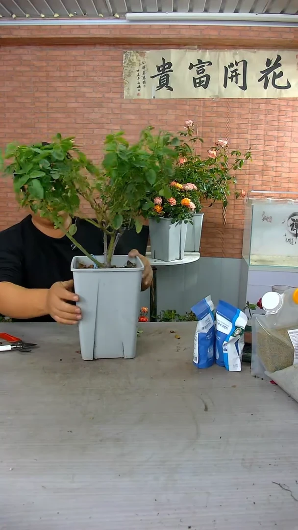 当前无花朵，栽培后可花朵伊芙4号212