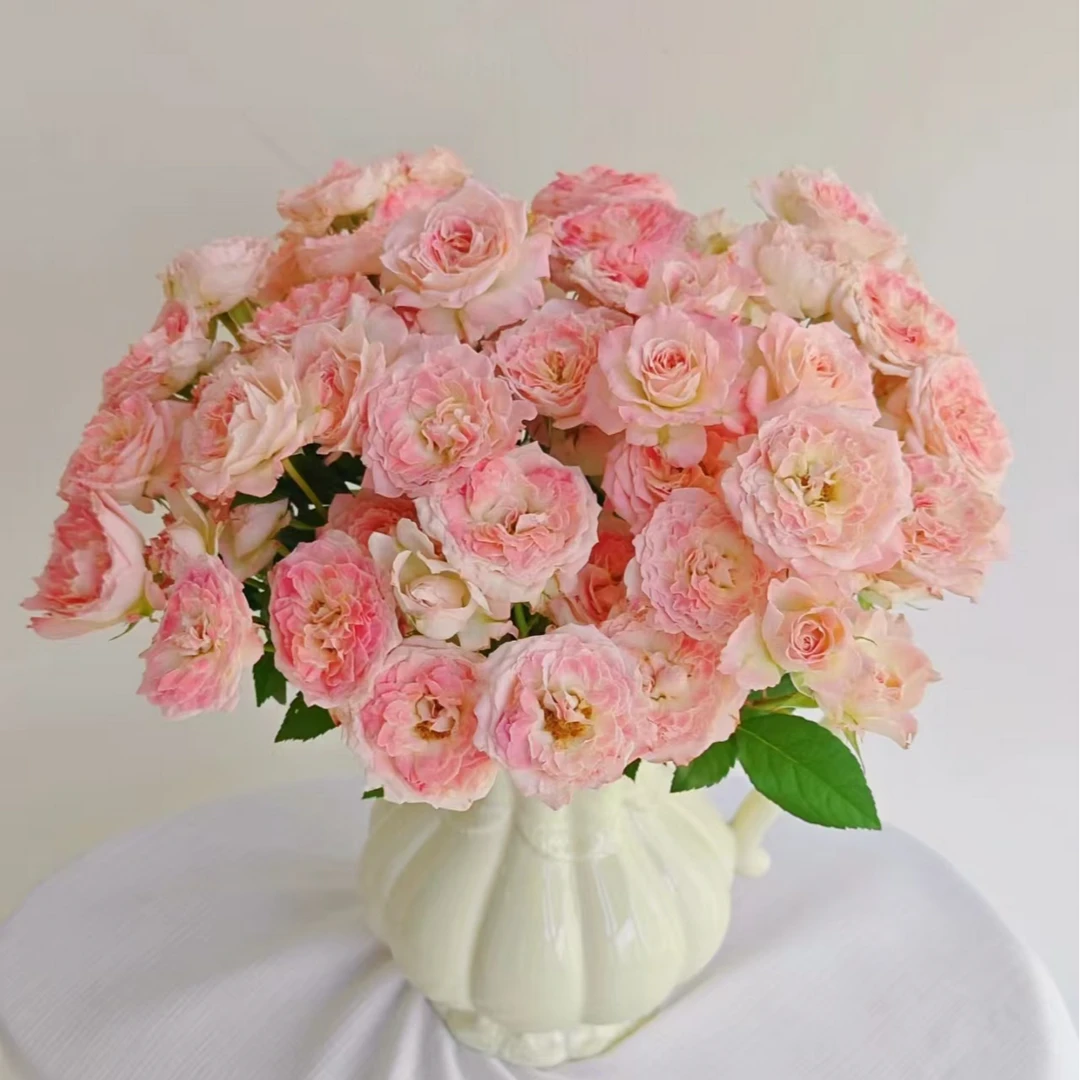 特拉拉多头玫瑰-家养鲜花云南基地直发