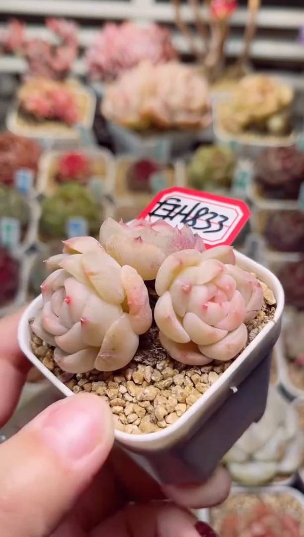 【闪购商品】H833珍妮群一物一拍