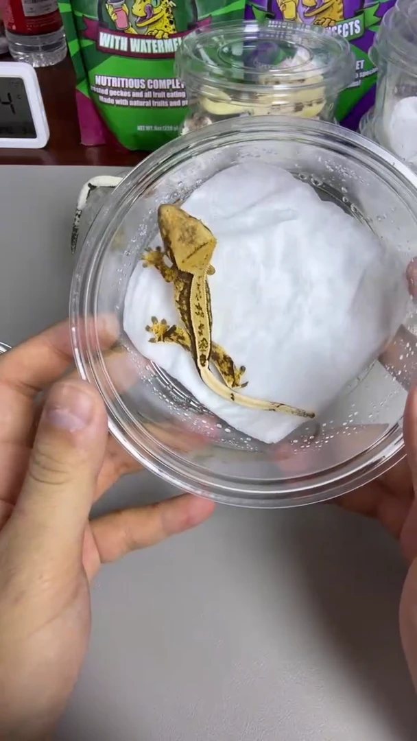 睫角守宫捷角守宫奶油