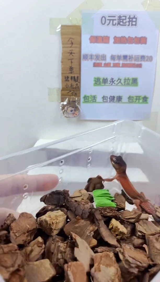 豹纹守宫豹纹守宫幼苗亚成体成体肥尾