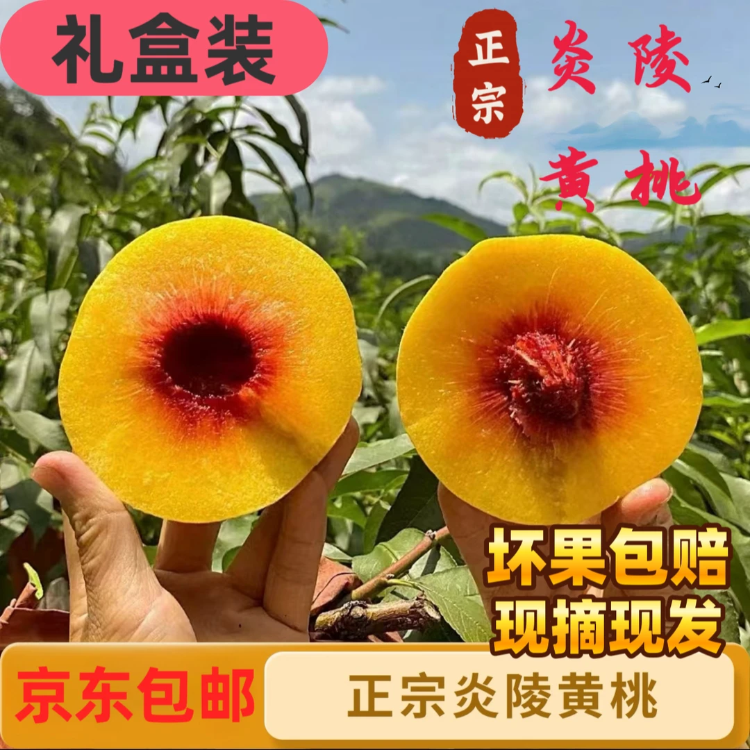 现摘现发湖南新鲜炎陵黄桃水果香糯脆甜多汁高山黄桃软脆两吃桃子